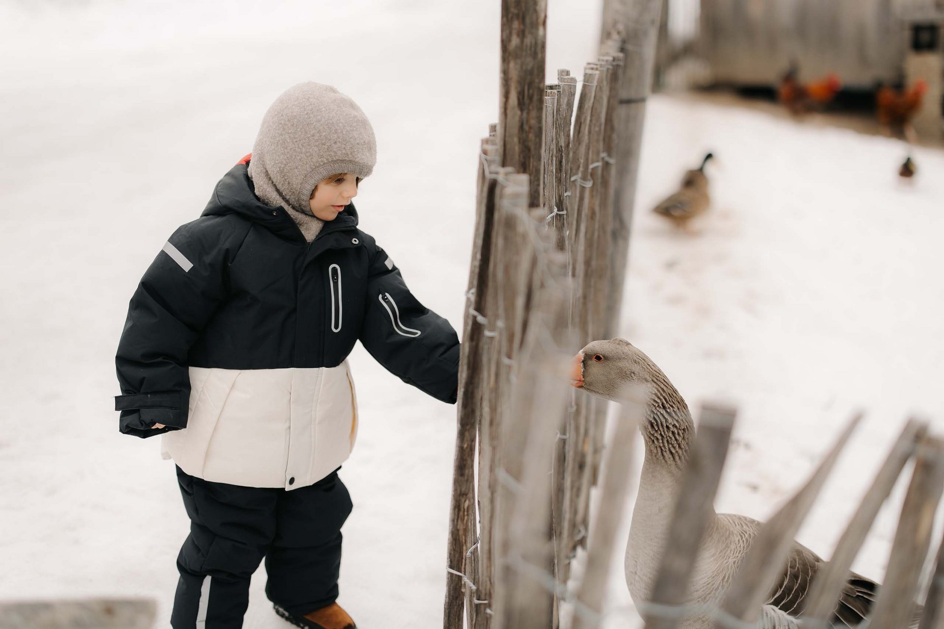 Your family resort in the Dolomites Child in winter clothes touching fence and looking at a goose in the snow
