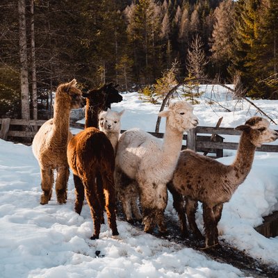 Alpine Stays for all Generations by Family Rainer Sechs Alpakas stehen im Schnee vor einem Holzzaun und Wald