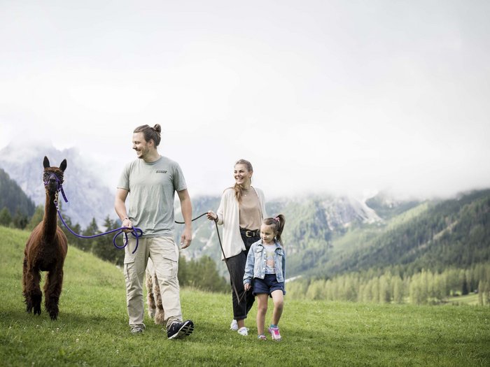 Your active family holiday in the Dolomites Family with child and llama walking on green meadow in the mountains