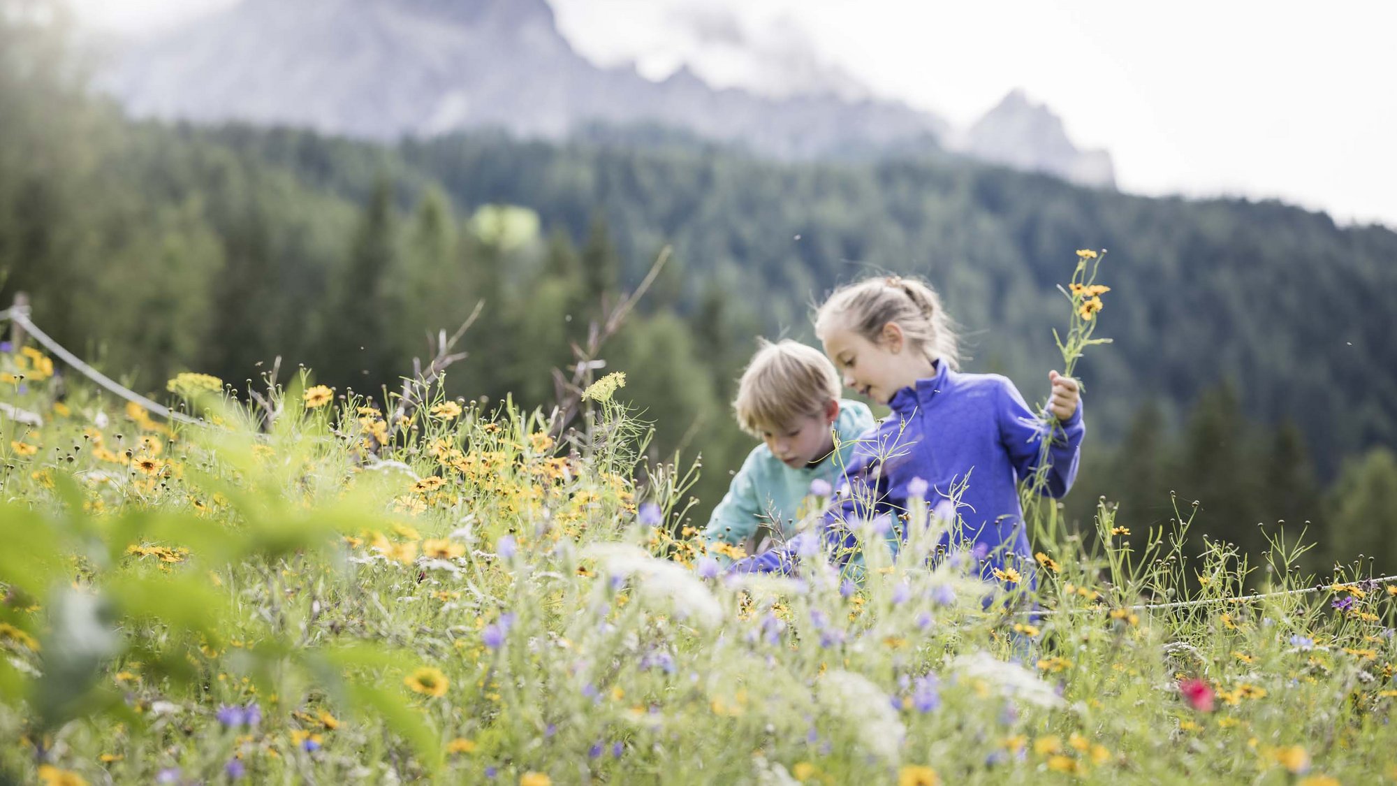 Your family resort in the Dolomites Two children picking flowers in a colorful mountain meadow