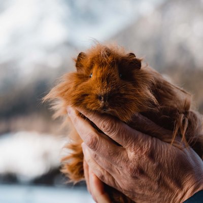 Alpine Stays for all Generations by Family Rainer Hand hält ein langhaariges braunes Meerschweinchen vor Berglandschaft