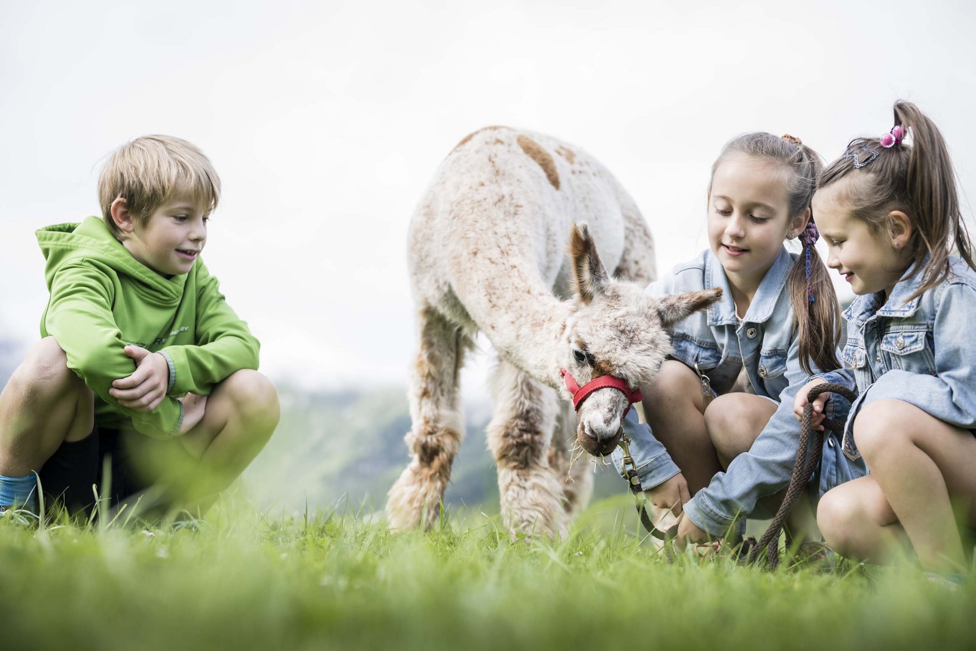 Your family resort in the Dolomites Three children watching a llama eating grass in a field